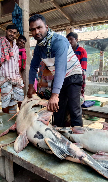 টাঙ্গাইলে যমুনায় জেলের জালে ধরা পড়েছে ৫৫ কেজির বাঘাইড়