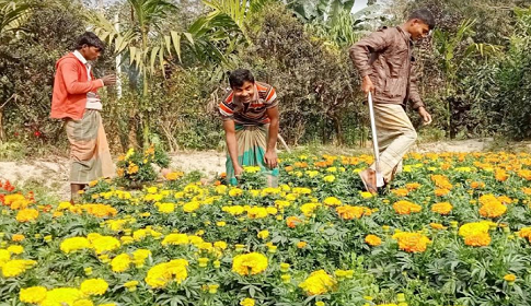 ফুলের ঘ্রাণে মাতোয়ারা ইদিলপুর