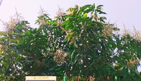 টাঙ্গাইলে আমের মুকুলের পাগল করা ঘ্রাণ 
