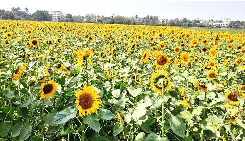 ঈশ্বরদীতে সূর্যমুখীর হাসি