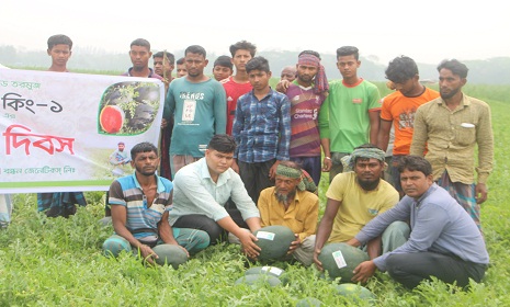 নোয়াখালীতে ব্ল্যাক কিং তরমুজ চাষে লাভবান কৃষক