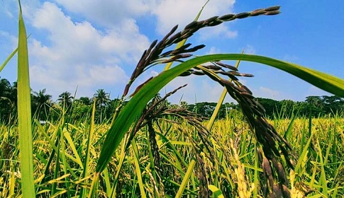 টাঙ্গাইলে পুষ্টিগুণ সমৃদ্ধ ‘ব্ল্যাক রাইস’ চাষে শিক্ষার্থী নাহিদের সাফল্য