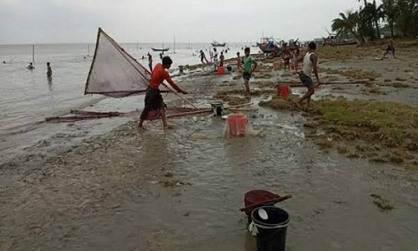 নিষেধাজ্ঞা অমান্য করে চিংড়ি রেনু শিকার, বিলুপ্ত হচ্ছে বিভিন্ন প্রজাতির মাছ