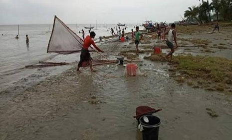 নিষেধাজ্ঞা অমান্য করে চিংড়ি রেনু শিকার, বিলুপ্ত হচ্ছে বিভিন্ন প্রজাতির মাছ