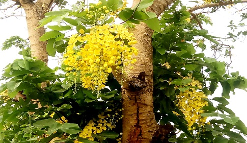 গ্রীষ্মের রুক্ষ প্রকৃতিতে প্রাণের সজীবতা নিয়ে নয়নাভিরাম রুপে সোনালু ফুল