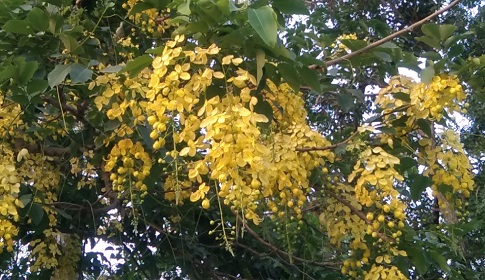 গৌরীপুরে প্রকৃতিতে শোভা ছড়াচ্ছে সোনালু ফুল