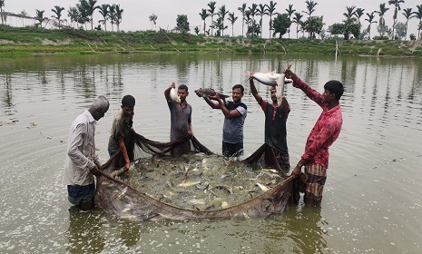 দিনাজপুরে অফ ফ্লেবার পাঙ্গাস মাছ চাষে স্বাবলম্বী সুশান্ত চৌহান