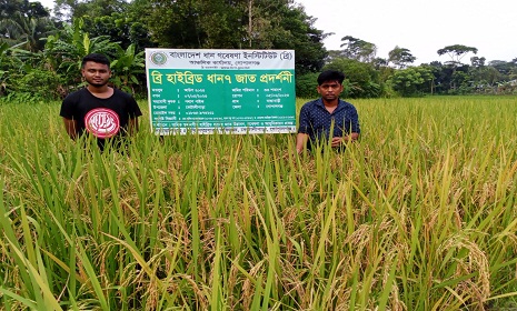 গোপালগঞ্জ, বাগেরহাট ও নড়াইলে  ব্রি-৭ ধানের বাম্পার ফলন