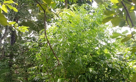 কালিগঞ্জে গাঁজা গাছ চাষ ও মজুত রাখার অভিযোগে মোবাইল কোর্টে দুইজনের কারাদণ্ড