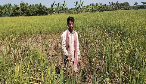 বাগেরহাটে মেয়াদোত্তীর্ণ কীটনাশকে কৃষকের স্বপ্নভঙ্গ