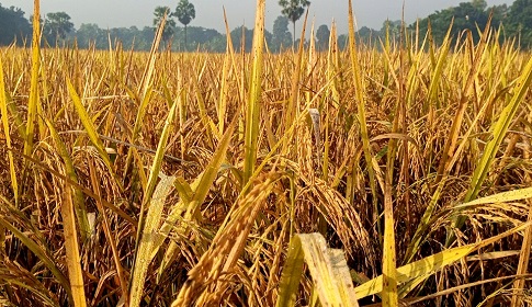 সালথায় আমন ধানের বাম্পার ফলন