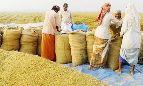 আমন ধান-চাল সংগ্রহ শুরু বৃহস্পতিবার