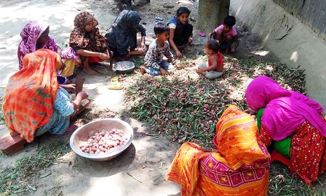 পেঁয়াজের ডগা কেটে আয় করছেন তারা