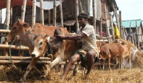 কুরবানির পশুর হাটে প্রয়োজন সতর্কতা অবলম্বন  