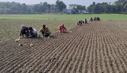 হালি পেঁয়াজ চাষে ব্যস্ত রাজবাড়ীর কৃষকরা