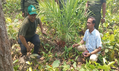 দিনাজপুরে মহাবিপন্ন খুদি বন খেজুর গাছের সন্ধান