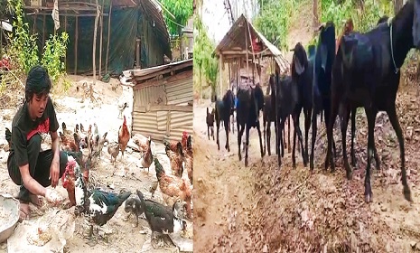 ছাগল ও মুরগির খামার করে স্বাবলম্বী কাপ্তাইয়ের সাজাই উ মারমা