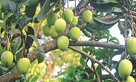 রাজশাহীতে আম সংগ্রহ শুরু