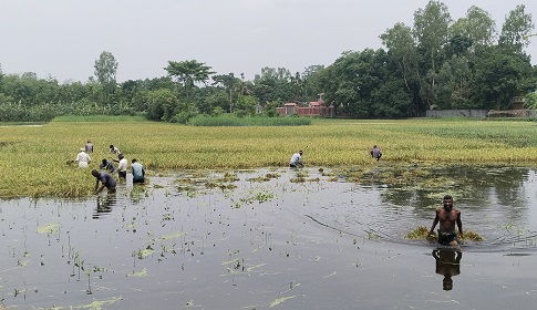 কুড়িগ্রামে কোমড় পানিতে নেমে ধান কাটছে কৃষকরা