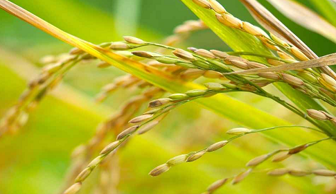 নতুন ধানের জাত উদ্ভাবন, লাগবে না সার-ওষুধ