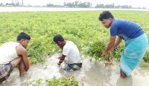 তিস্তার পানিতে ফের তলিয়ে গেছে বাদামসহ রবিশষ্য