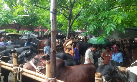 রাজবাড়ীতে জমজমাট কোরবানির পশুর হাট