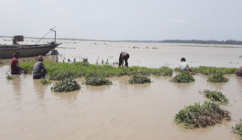 কুড়িগ্রামে বৃষ্টি-বন্যাতে ৩ কোটি ২৬ লাখ টাকার কৃষি ফসলের ক্ষয়ক্ষতি