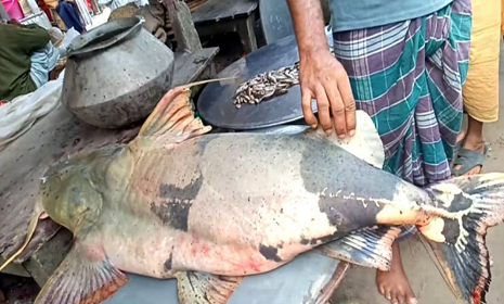পদ্মায় ধরা পড়লো ৪২ কেজির বিশাল বাঘাইড়, দাম ৬২ হাজার টাকা