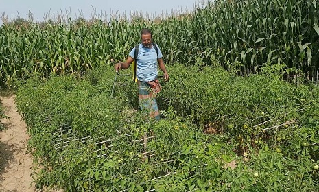 সবজি ও ফসলে মাত্রাতিরিক্ত কীটনাশক প্রয়োগ, বাড়ছে পোকার সংক্রমণ, হুমকিতে জনস্বাস্থ্য