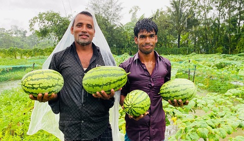 সুবর্ণচরে বর্ষাকালেও তরমুজের বাম্পার ফলন