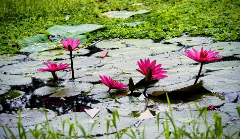 রক্তিম সৌন্দর্যের প্রতীক লাল পদ্ম
