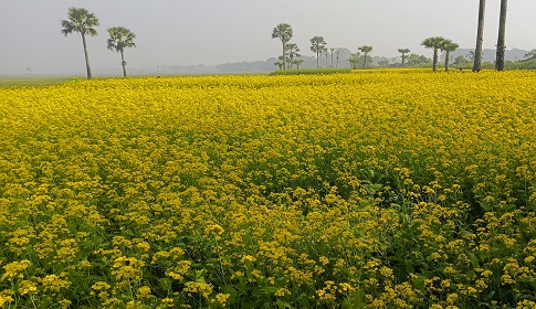 চোখ জুড়ানো সরিষা ফুলের হলুদ আভা 