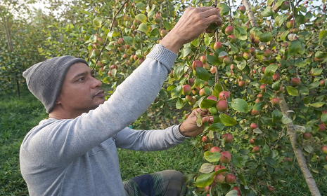 মহম্মদপুরে কুল চাষে নতুন দিগন্ত