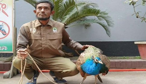 কুড়িগ্রামে আহত অবস্থায় বিরল প্রজাতির ময়ূর উদ্ধার
