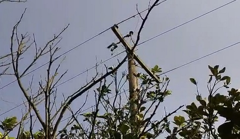 বড়াইগ্রামে মাল্টা বাগান থেকে বৈদ্যুতিক ট্রান্সফরমার চুরি