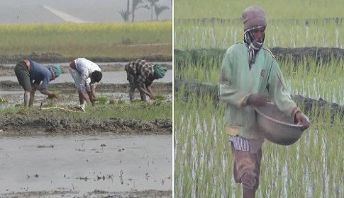 শীত উপেক্ষা করে নড়াইলে বোরো ধান চাষে ব্যস্ত কৃষকরা