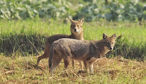 চাটমোহরে শিয়ালের মাংস বিক্রি, কসাই পলাতক