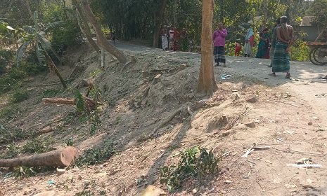 ফরিদপুরে সরকারি রাস্তার পাশে থাকা ১৯টি গাছ কেটে বিক্রি