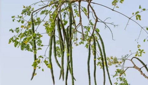 নড়াইলে রাস্তার ধারে দৃষ্টিনন্দন সজনের বাহার 