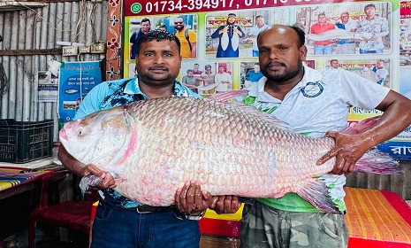 দৌলতদিয়ায় এক কাতল ৬৮ হাজারে বিক্রি 