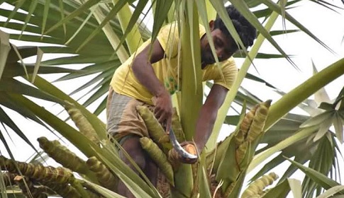 তাল গাছ থেকে পড়ে তাঁতীদলের নেতা সাবেক ইউপি সদস্যের মৃত্যু