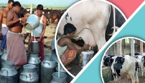 বাংলাদেশের দুগ্ধ শিল্প: বর্তমান চ্যালেঞ্জ ও উত্তরণের পথ