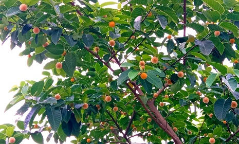 বর্ষার প্রতিকৃতি কদম ফুল প্রকৃতির বুকে সৌন্দর্য ও স্নিগ্ধতা 