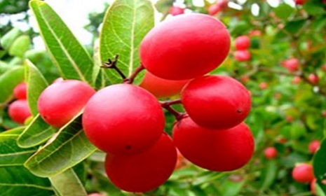 পুষ্টিগুণ সমৃদ্ধ টকটকে করমচা 