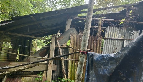 কাপ্তাইয়ের চিৎমরমে বন্য হাতির উপদ্রব, চরম আতঙ্কে স্থানীয়রা