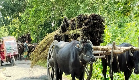 খাল-বিলে পানি নেই, পাট পচাতে বিপাকে ঈশ্বরদীর কৃষক