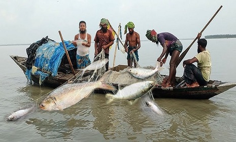 ২২ দিন ইলিশ ধরা মানা, কেনাবেচাতেও নিষেধাজ্ঞা