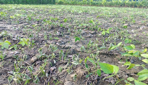 ফসলের সাথে এ কেমন শত্রুতা!