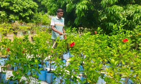 চাকুরি ছেড়ে আঙিনায় শখের নার্সারি, তাতেই সুচিত্র'র কর্মসংস্থান