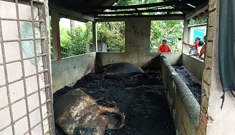 টুঙ্গিপাড়ায় আগুনে ছয়টি গরুসহ পুড়েছে গোয়ালঘর 